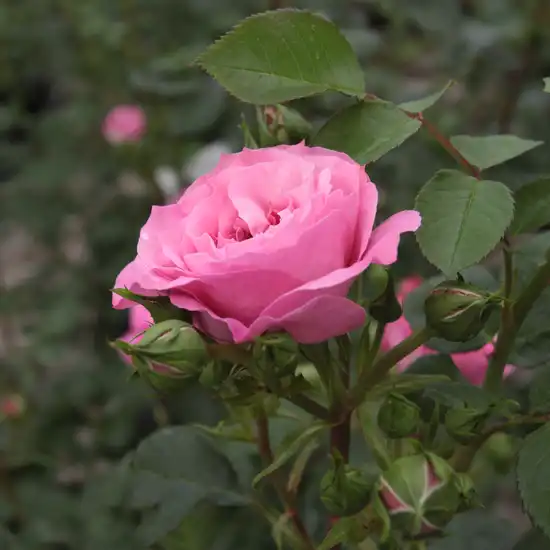 Rosa Abrud - roz - trandafir de parc